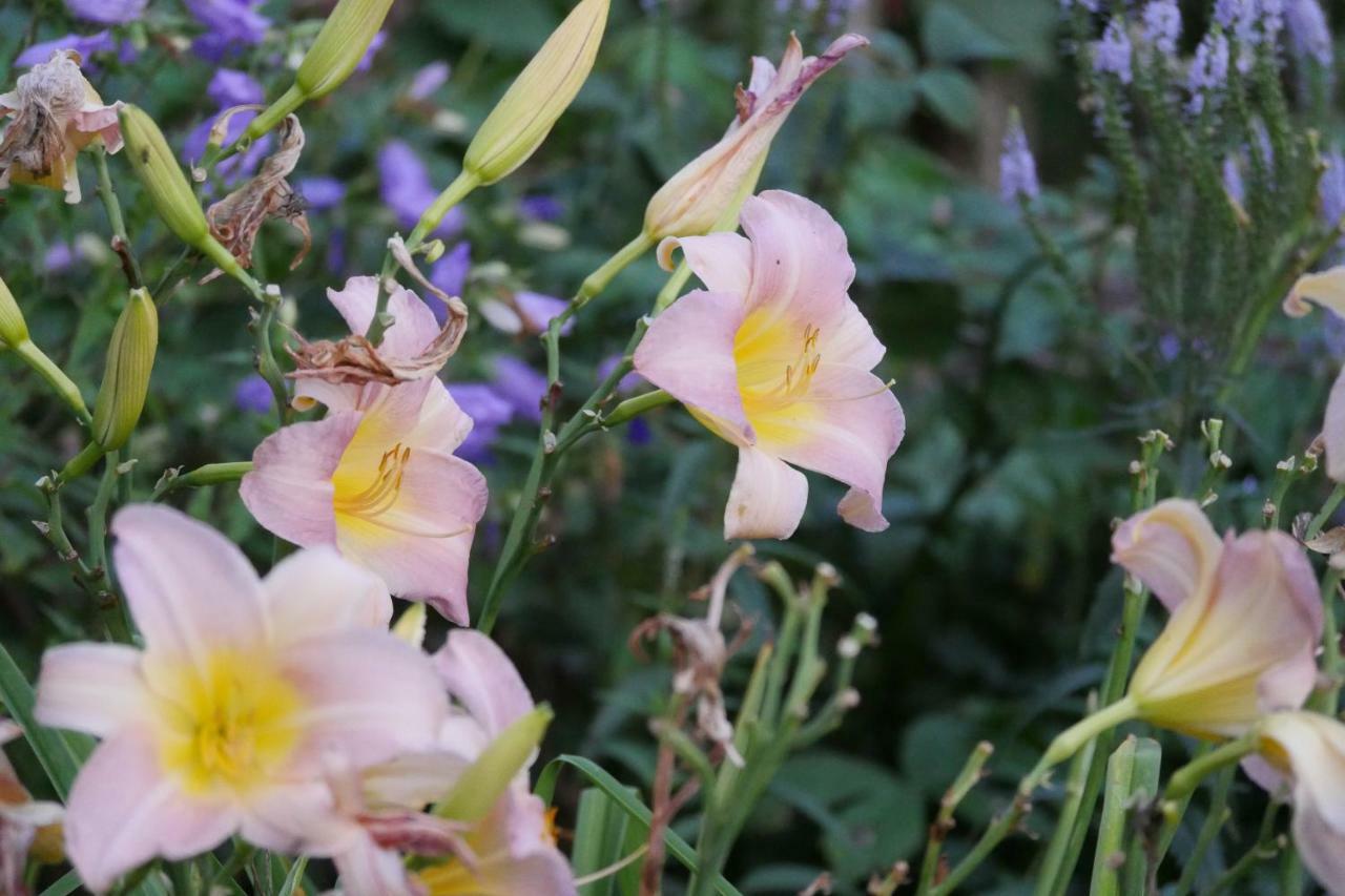 Kleine Villa Im Wilden Garten Γκούμερσμπαχ Εξωτερικό φωτογραφία